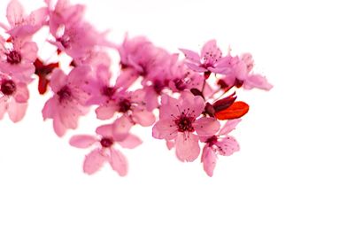Chic Cherry Blossoms