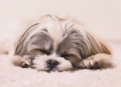 Shih Tzu Sleeping