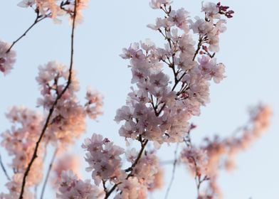 Cherry Blossom Branches