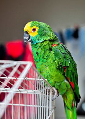 Colourful Parrot