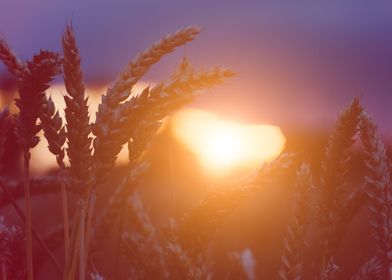 Wheat Steams In Evening Su