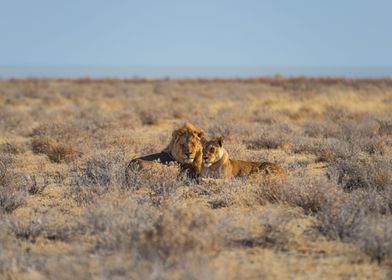 Lions couple in the bush
