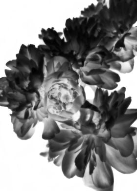 Abstract black peonies