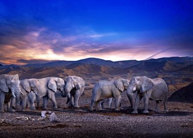 Herd Of Elephants