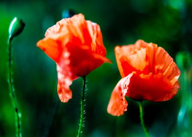 Poppies