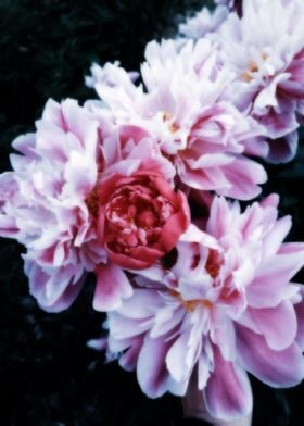 Pink peonies