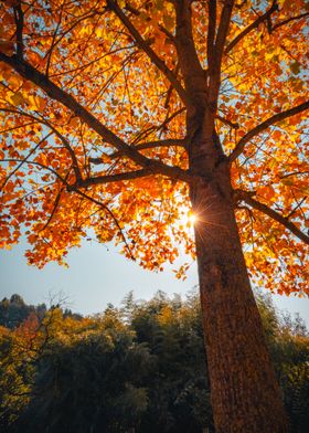 Autumn in Piemonte 