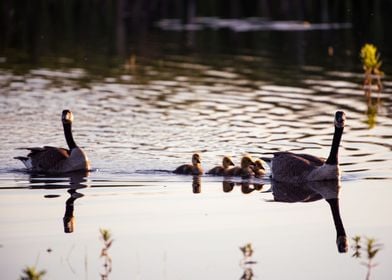 Goose Family