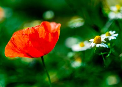 Daisies and Poppies