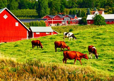 Grazing Cattle