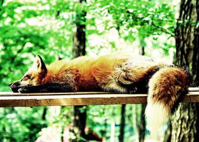 Sleeping Fox