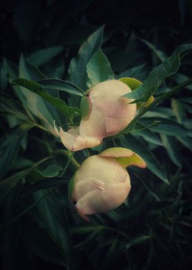 Pink peonies