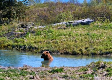 Beautiful Bear