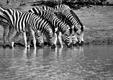 Zebras At The Waterhole