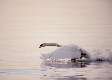 Swan landing