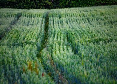 Crops Growing