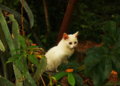 cute cat nature