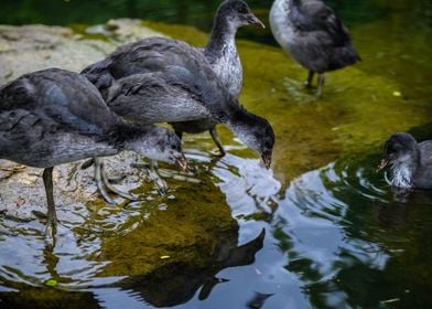 Cute Baby Ducks by Water