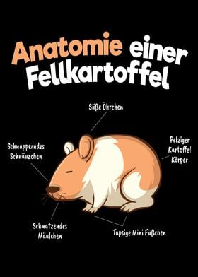 Anatomy Of A Guinea Pig