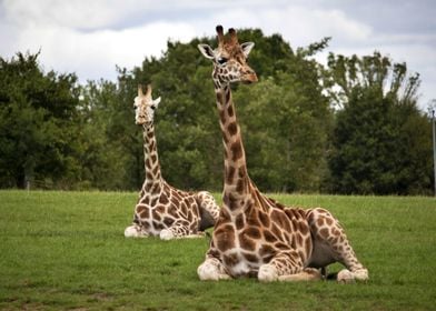 Two giraffes chilling