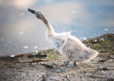 Baby Swan