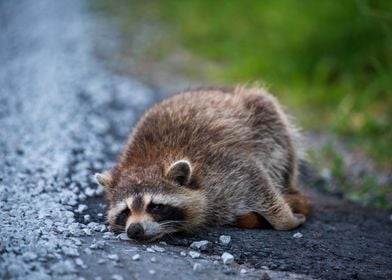 Racoon