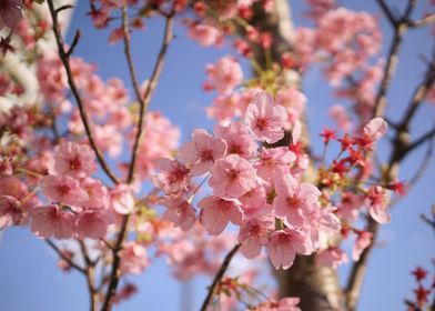 Dreamy Cherry Blossoms