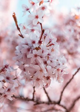 Pink White Cherry Blossoms