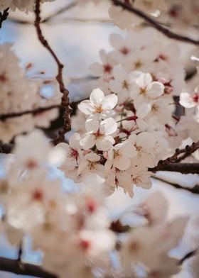 Graceful Cherry Blossoms