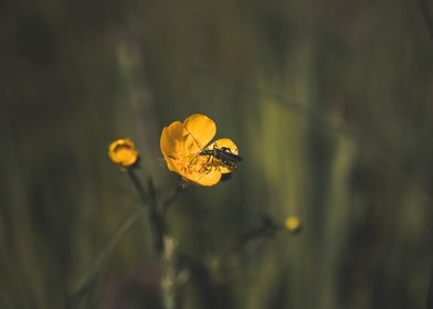 Beetle on a Flower