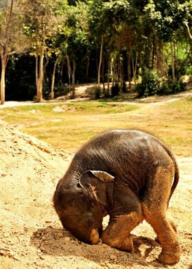 Baby Elephant