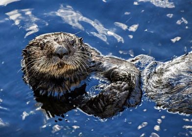 Adorable Otter