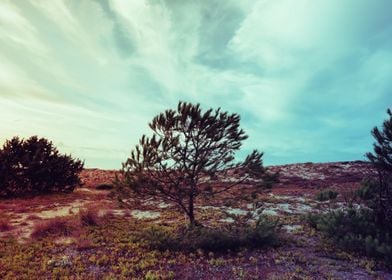 Pine Grove Sardinia Italy 