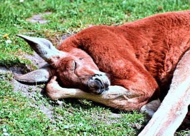 Red Kangaroo