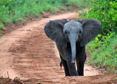 Baby Elephant