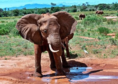 Elephant with baby