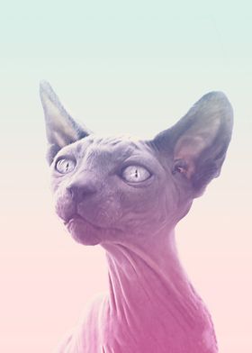 cat Sphynx