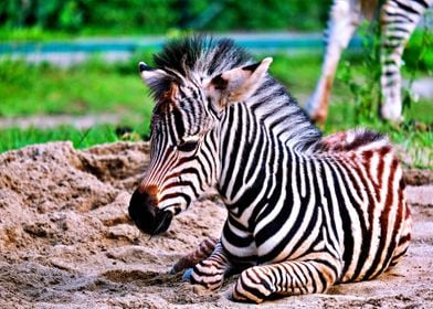 Zebra