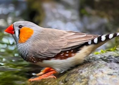 Cute Zebra Finch