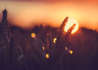 Silhouette Of Wheat Ears I