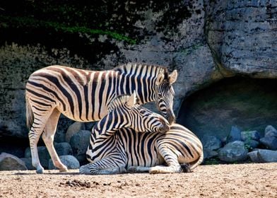 Two beautiful zebras