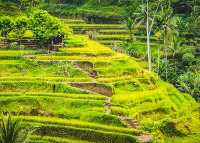 Tegalalang Rice Terrace Fi