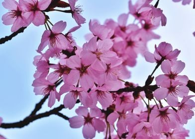Oriental Cherry Blossoms