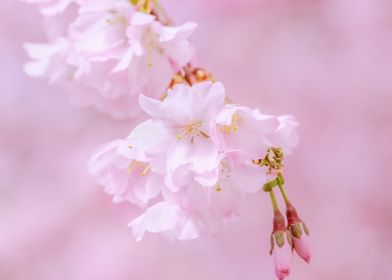 Japanese Cherry Blossoms