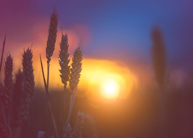 Silhouette Of Wheat Ears I