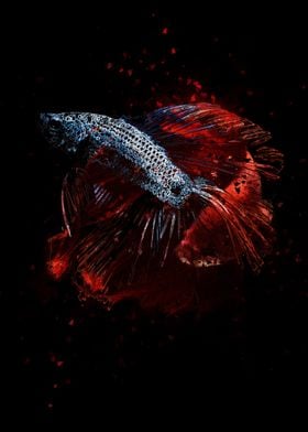 Betta Fish Blue Red