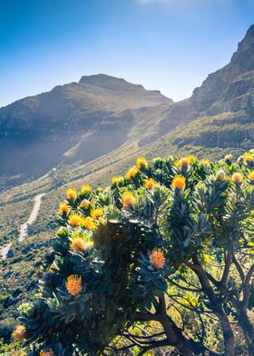 Yellow protea flower