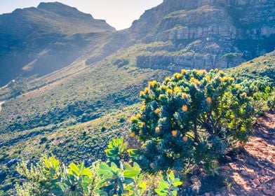 Yellow protea flower