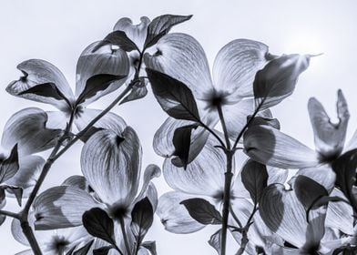 Petals and sky