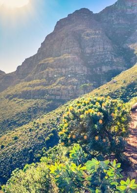 Yellow protea flower